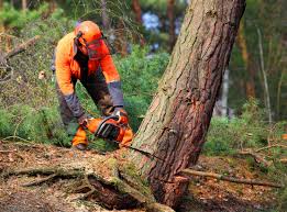 Reliable Ashwaubenon, WI Tree Removal Services Solutions