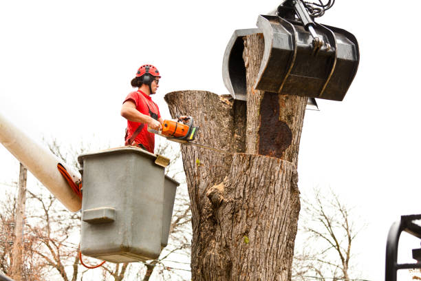 How Our Tree Care Process Works  in  Ashwaubenon, WI